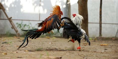gamefowl medical care|Post Battle Care: How to Treat Wounded Gamefowls .